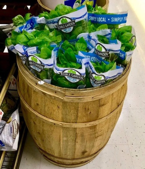 Barrel of fresh basil!