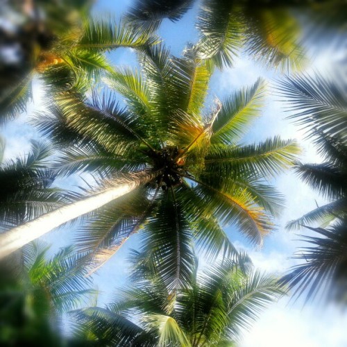 itravelcostarica:  #Dreaming Under The #PalmTrees - #Travel #CostaRica