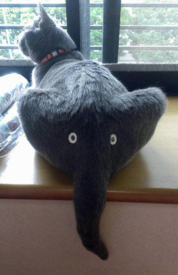 tastefullyoffensive:  This elephant has a cat on its butt. [x] 