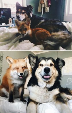 awwww-cute:The Fox and the hound are all
