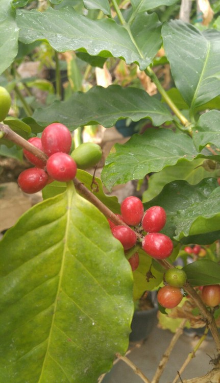 dailyplantfacts:Coffea arabica, the coffee plant, is in the family Rubiaceae. Coffee is the most imp