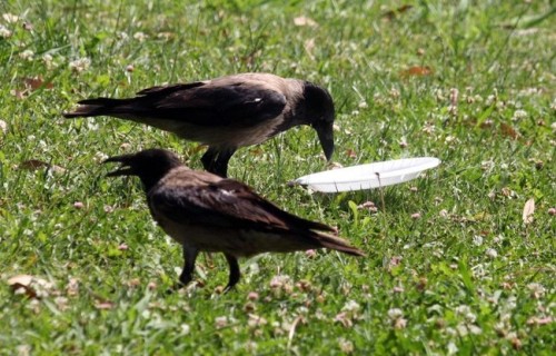 Porn photo bestianatura:  crows are fantastic…