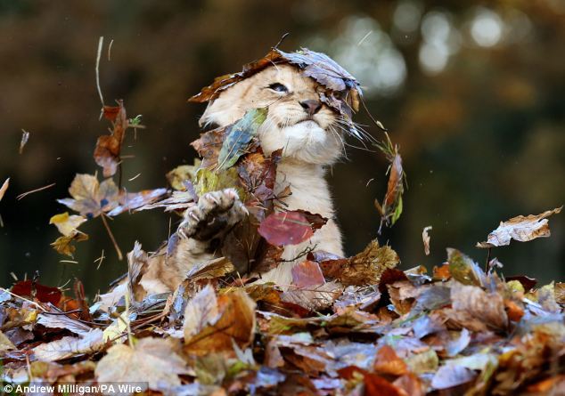 The ferocious beast and the pile of leaves. Karis is an 11 week old lion cub, born