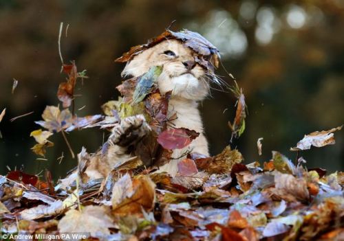 The ferocious beast and the pile of leaves. Karis is an 11 week old lion cub, born in September this year. “Staff at the Blair Drummond Safari Park, near Stirling, Scotland, had been raking up the leaves to keep the attraction tidy, when Karis&rsquo