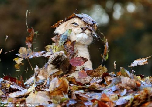 lntternetexplorer:  naamahdarling:  rockees:  a ferocious beast  i will reblog these everytime i see them because she is just such a precious little ball of predatory fury  Baby omg  “fuck these leaves! rawr!!”