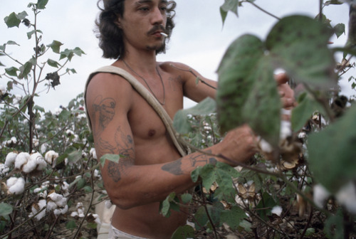 unrar:  Prisoner picks cotton on the penitentiary’s 340-acre cotton farm., William Albert Alla