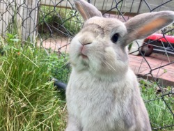 emmasbunnybuddies: What’s that? I’m cute? ~EmmasBunnyBuddies