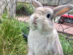 emmasbunnybuddies: What’s that? I’m cute?