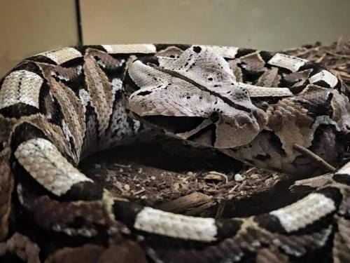 Gaboon Vipers (Bitis gabonica) may be deadly, but they sure are cute also! Credit: Shannon Culp gabo