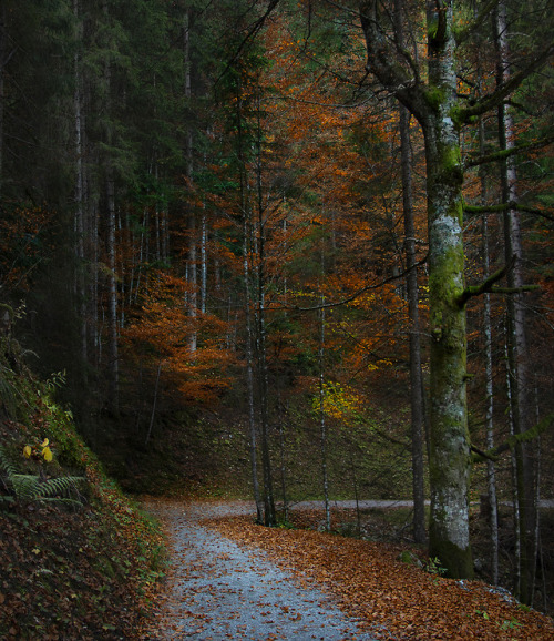 november-photos: Autumn path
