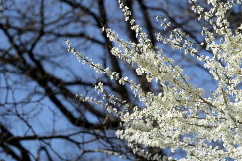 full of blossoms