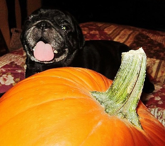 w0rld-behind&ndash;my-wall:  Happy Halloween from Dijonay! 