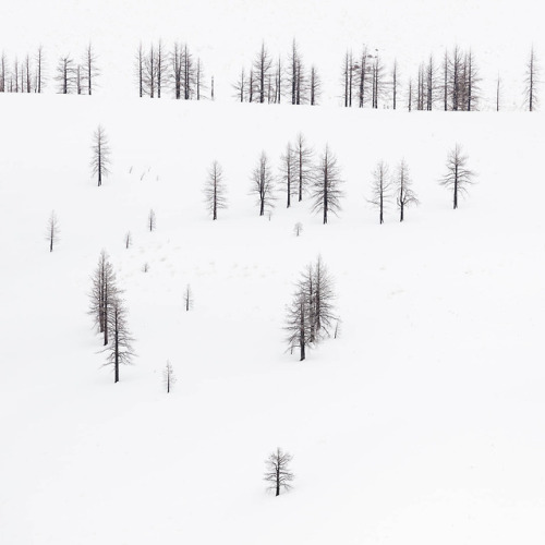 Bare Pines on Hillside, Mono County. 2019James Watts