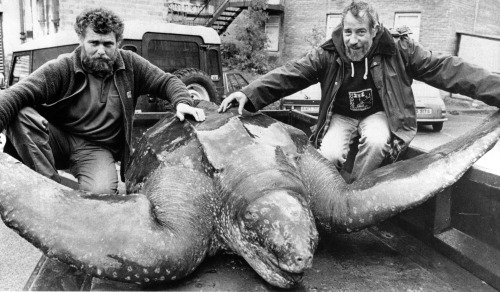 biologicalmarginalia:  The Harlech Turtle, a 916 kg Leatherback Seaturtle that washed up in Wales in 1988. Some sources (such as Bright) describe this as the “largest known leatherback”, but that’s because they didn’t pay very close attention