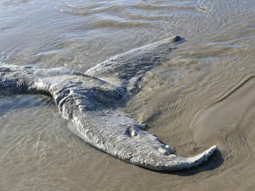 South of Canon Beach, Oregon, Jan. 17, 2022I smelled the rotting carcass long before I reached it, e