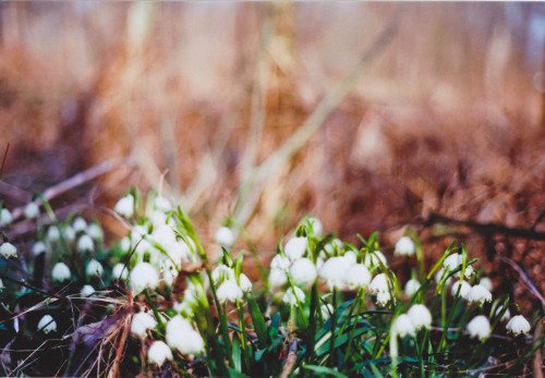 - spring arrived - south styriaminoltaX700   |   KodakEktar100   |   FilmNo