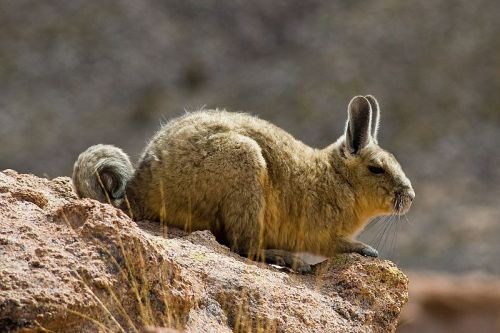 cool-critters: Southern viscacha (Lagidium viscacia) The southern viscacha is a species of rodent in