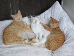 まだ眠いよ～(=^・^=)
