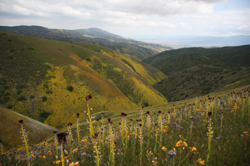 mypubliclands:  Enjoy beautiful spring views of your public lands with friends and family this weekend!  Photos of BLM-California Carrizo Plain National Monument by Bob Wick 