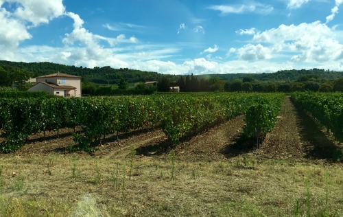 En attente de la vendange, pres de Valreas, Enclave des Papes, Vaucluse 2016.Please pardon the errat