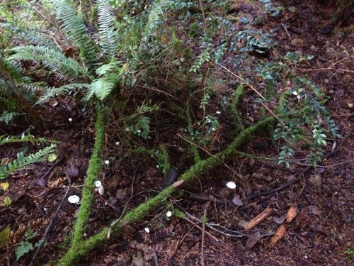 Porn floweringplants:  little mushies in the forest photos