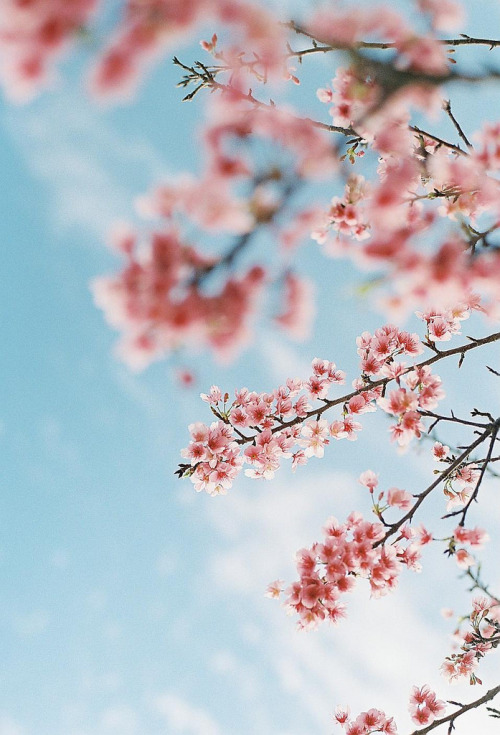 coolled: Sakura blooming by **mog** on flickr
