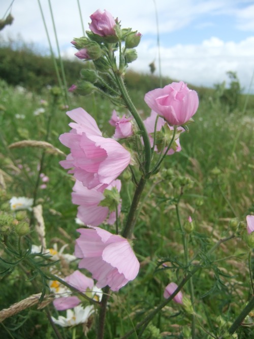 woodlandgrrl:  Musk Mallow