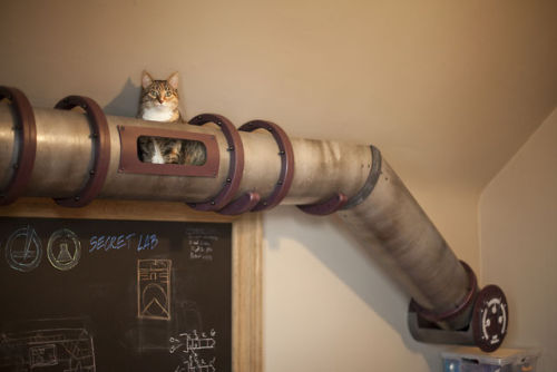 steampunktendencies:  Home Office Cat Transit System Facebook |  Google + | Twitter Steampunk Tendencies Official Group 