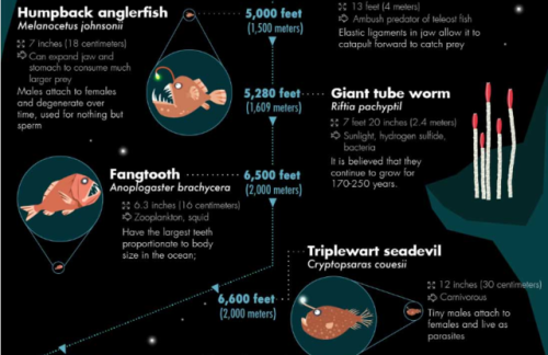 unexplained-events: 32 of the Most Bizarre Deep-Sea Creatures Discovered Which one is your favorite?