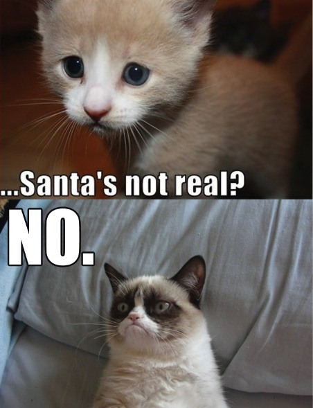 Grumpy Cat ruins Cute Kitten’s Christmas adult photos