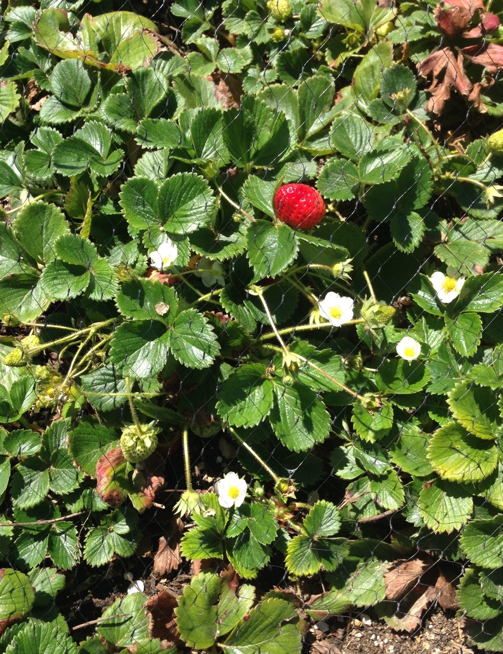 fatpikachu:  Strawberry fields forever