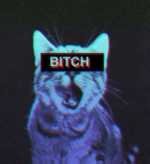 irenetholomew:  bitch, black and white, cat, colors - inspiring picture on Favim.com