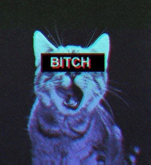 irenetholomew:  bitch, black and white, cat, colors - inspiring picture on Favim.com on We Heart It - http://weheartit.com/entry/63573519/via/Eirhnh_SoaD_a7x Hearted from: http://favim.com/image/743957/ 