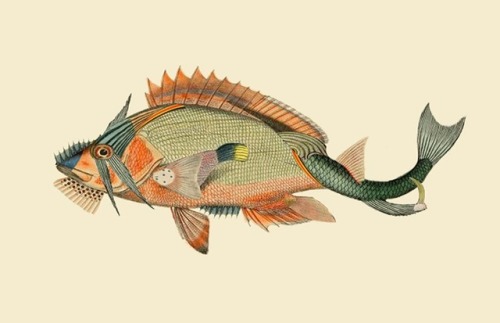 bowostudio:Infertile fishes: Etropus Dentatus (collage)2017art prints &gt;