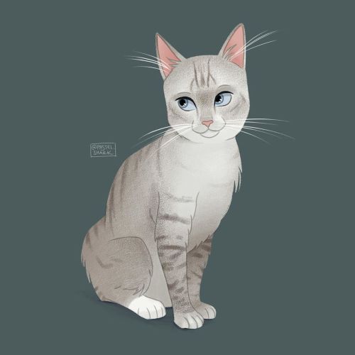 drew another one of my cats! she’s a lynx point siamese and the mother of my other cat! i love how t