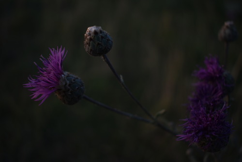 wild flowers