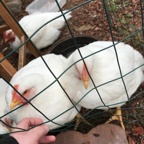 salty-vegan:I get to meet rescue chickens today. These hens were meant to be meat hens; they’re only