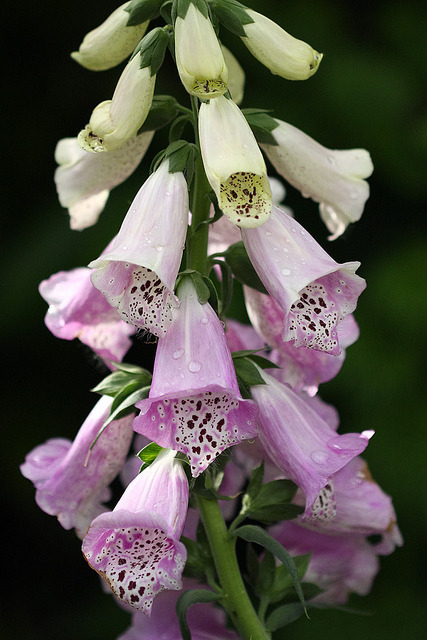 blooms-and-shrooms:  Foxglove by Brian’s Darkroom on Flickr.