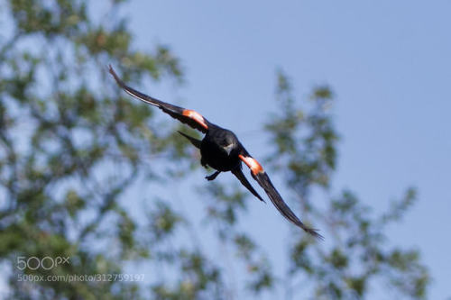 Red-winged Blackbird by see_Galleries_for_more_of_my_pics Source: https://ift.tt/2JZOFgD