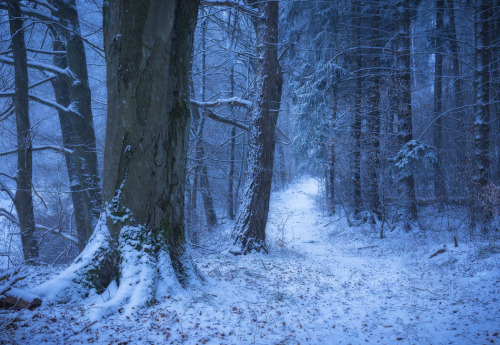 forest-faerie-spirit:{Winter Dream} by {Alex Wesche}