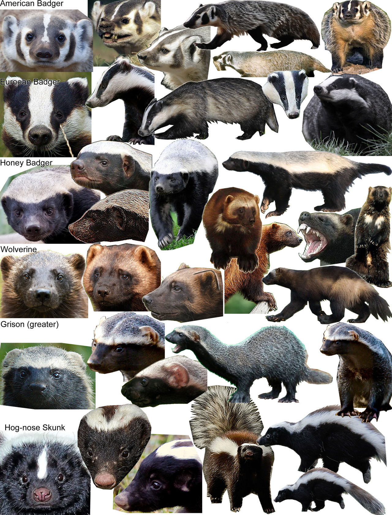 rusheloc: artistencyclopedia: Mustelids - Basic reference comparison I didn’t realize