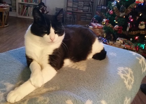 serenity-made-visible:Merry Christmas from my elegant cat. ❤