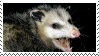 screamingpossum