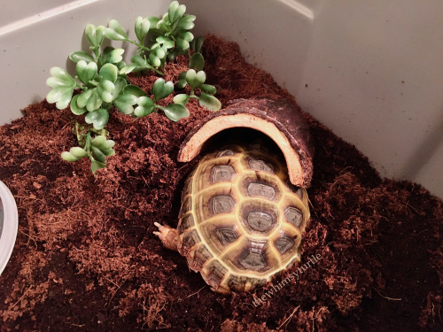 It’s that time of year when I just want to stick my head under my log and nap all day.