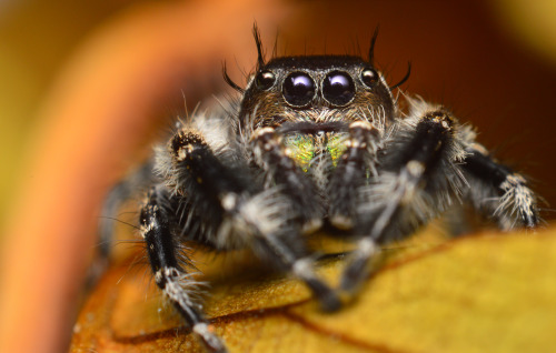 Phidippus Otiosus x Adult Male