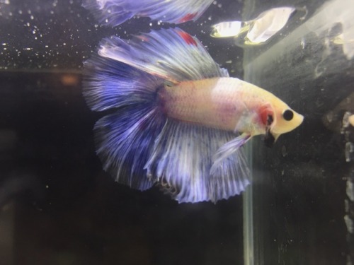 easily the most photogenic betta i’ve had, name suggestions are welcome!!