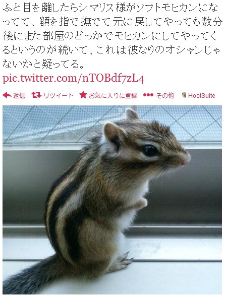 gearmann:  Twitter / HAUEHKA: ふと目を離したらシマリス様がソフトモヒカンになってて、額を指 …