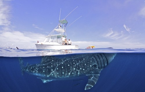 Sex  awkwardsituationist:photos by shawn heinrichs pictures