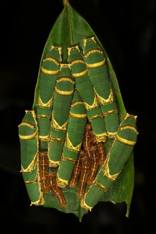 sinobug: Noble’s Swallowtail Butterfly Caterpillars (Papilio noblei, Papilionidae) This specie