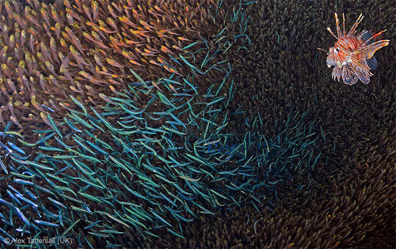 odditiesoflife:  The Best Wildlife Photography of 2013 The results of the 2013 Wildlife